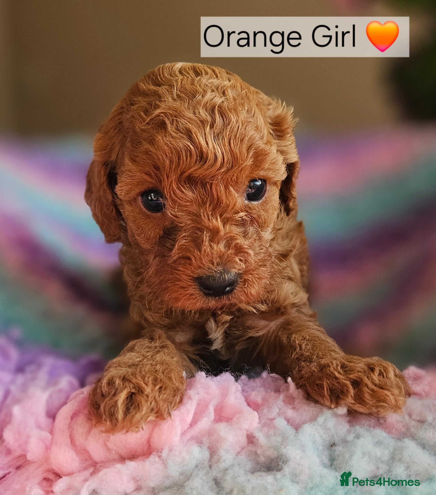 Cavapoo dogs Licensed breeder 2 girls, tiny toy red cavapoos  - Advert 2