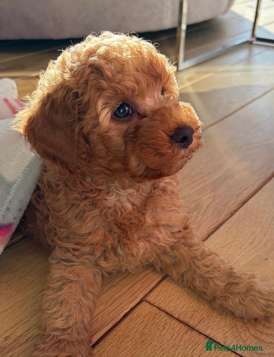 Toy Poodle dogs DNA CLEAR MOM AND DAD/ MOM IS KC registered - Advert 1