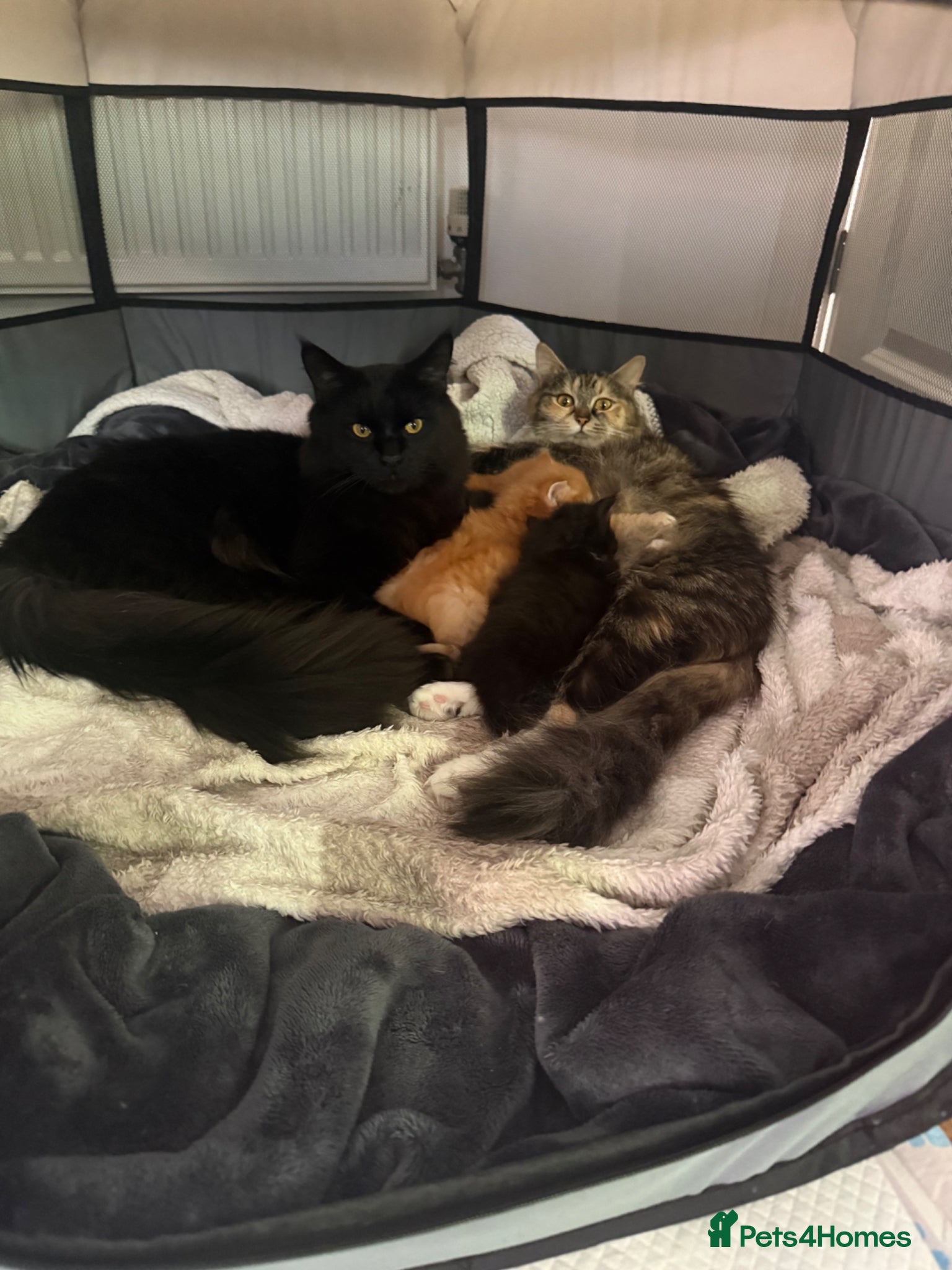 Mixed Breed cats Maine coon x Ragdoll - Advert 1