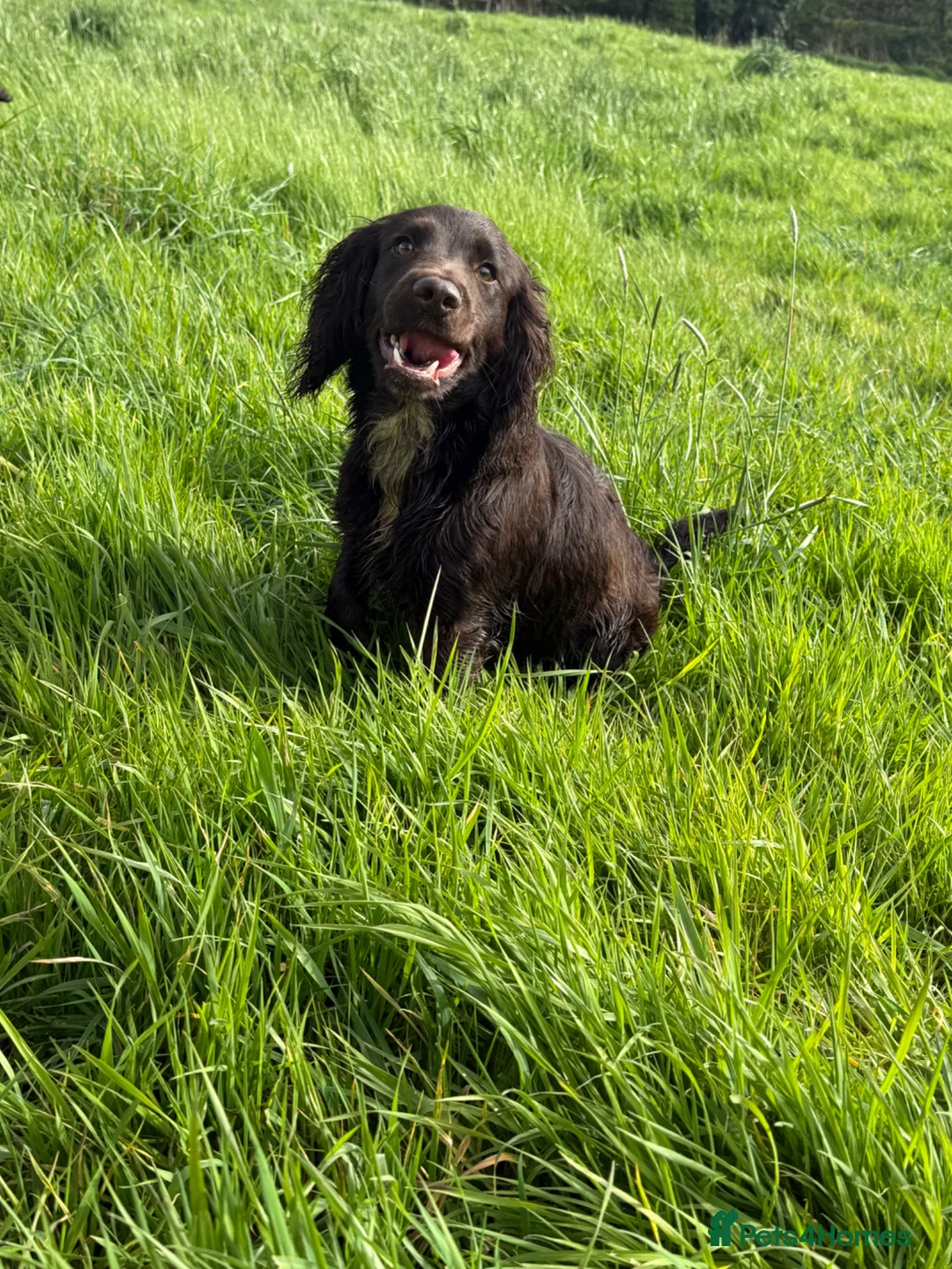 Cocker Spaniel dogs for sale: cocker spaniel dog - Advert 1