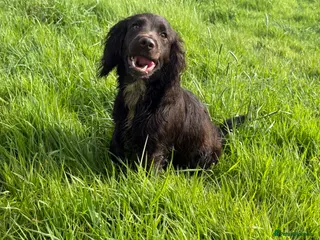 Cocker Spaniel dogs cocker spaniel dog - Advert 11