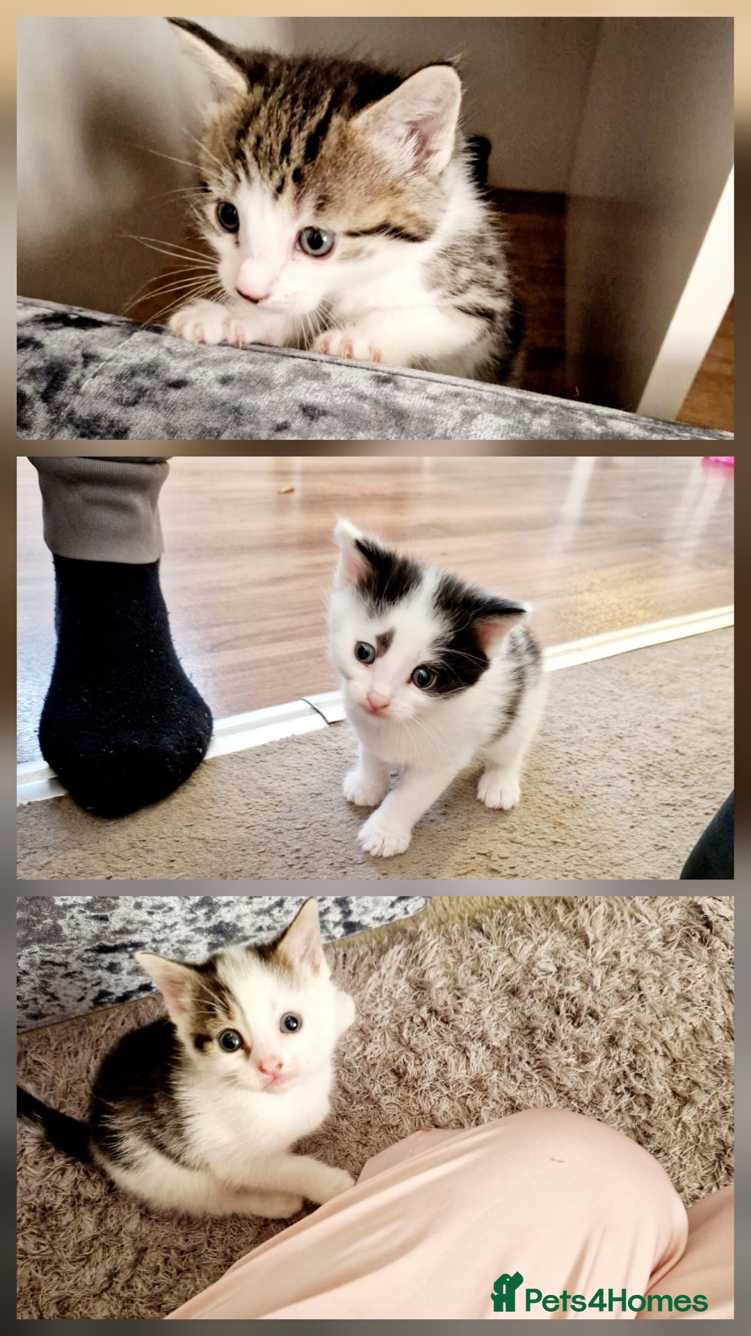 Siamese cats for sale: Loving, Energetic Mixed Siamese kittens for homes - Advert 2