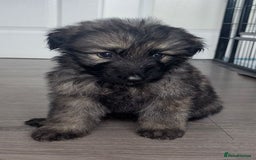 German Shepherd dogs for sale: Beautiful German sheppard puppies  - Image 3
