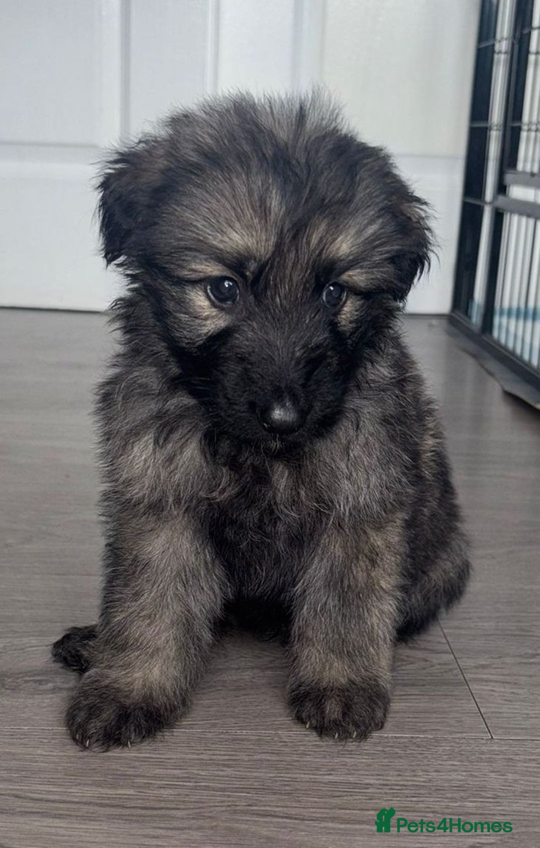 German Shepherd dogs for sale: Beautiful German sheppard puppies  - Image 3