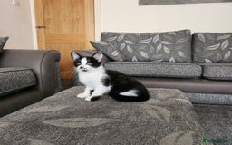 Domestic Shorthair cats for sale: 5 kittens ready for a new home  - Image 15
