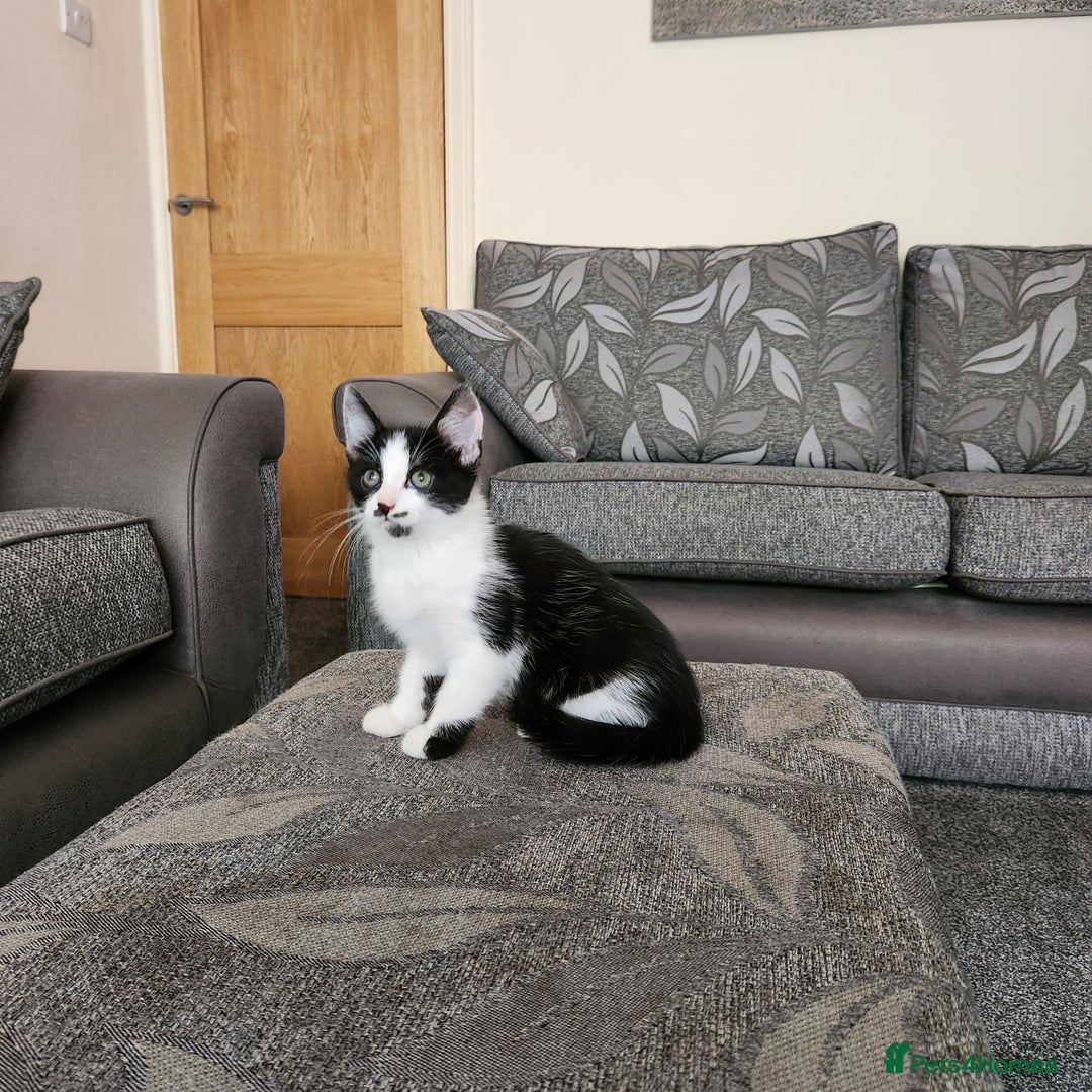 Domestic Shorthair cats for sale: 5 kittens ready for a new home  - Image 15