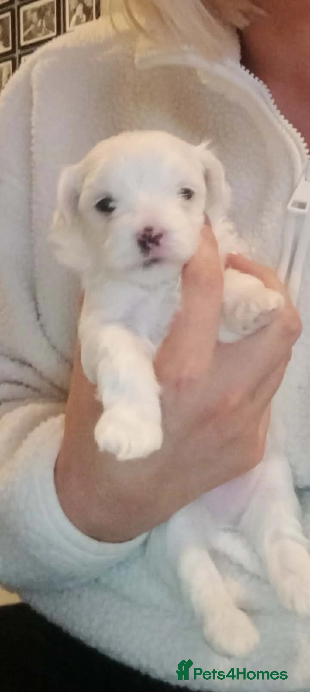 Maltese dogs for sale: Beautiful Maltese Boy Hypoallergenic - Advert 10