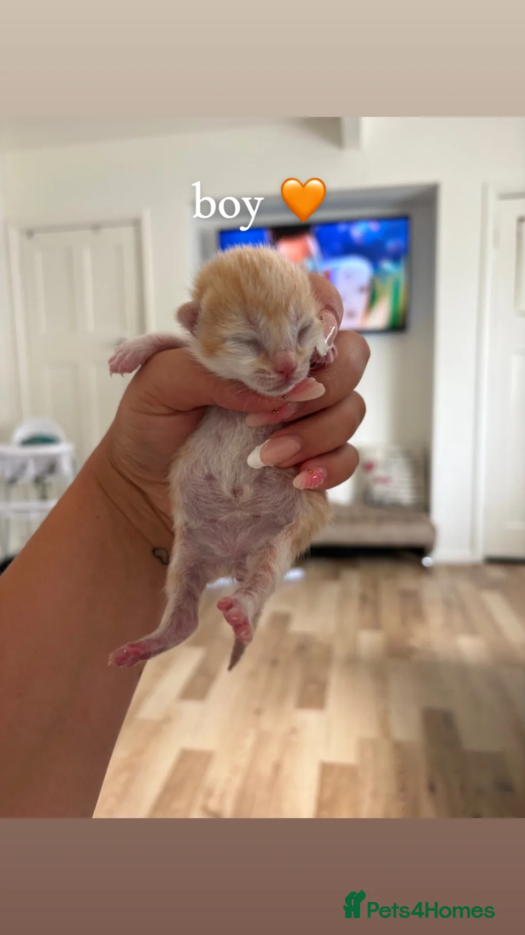 Mixed Breed cats for sale: 5 Beautiful kittens for sale  in Henley-in-Arden - Advert 2