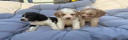 Mixed Breed dogs for sale: Cockatzu in Rowley Regis - Advert 17