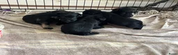 Miniature Schnauzer dogs for sale: Miniature schnauzer  - Advert 5