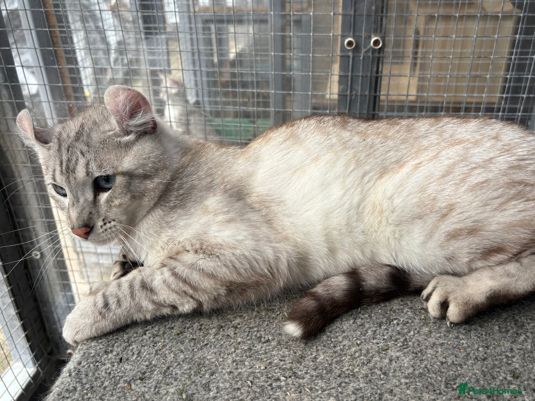 Keetso cats for sale: Rare polydactyl keetso male  - Image 5