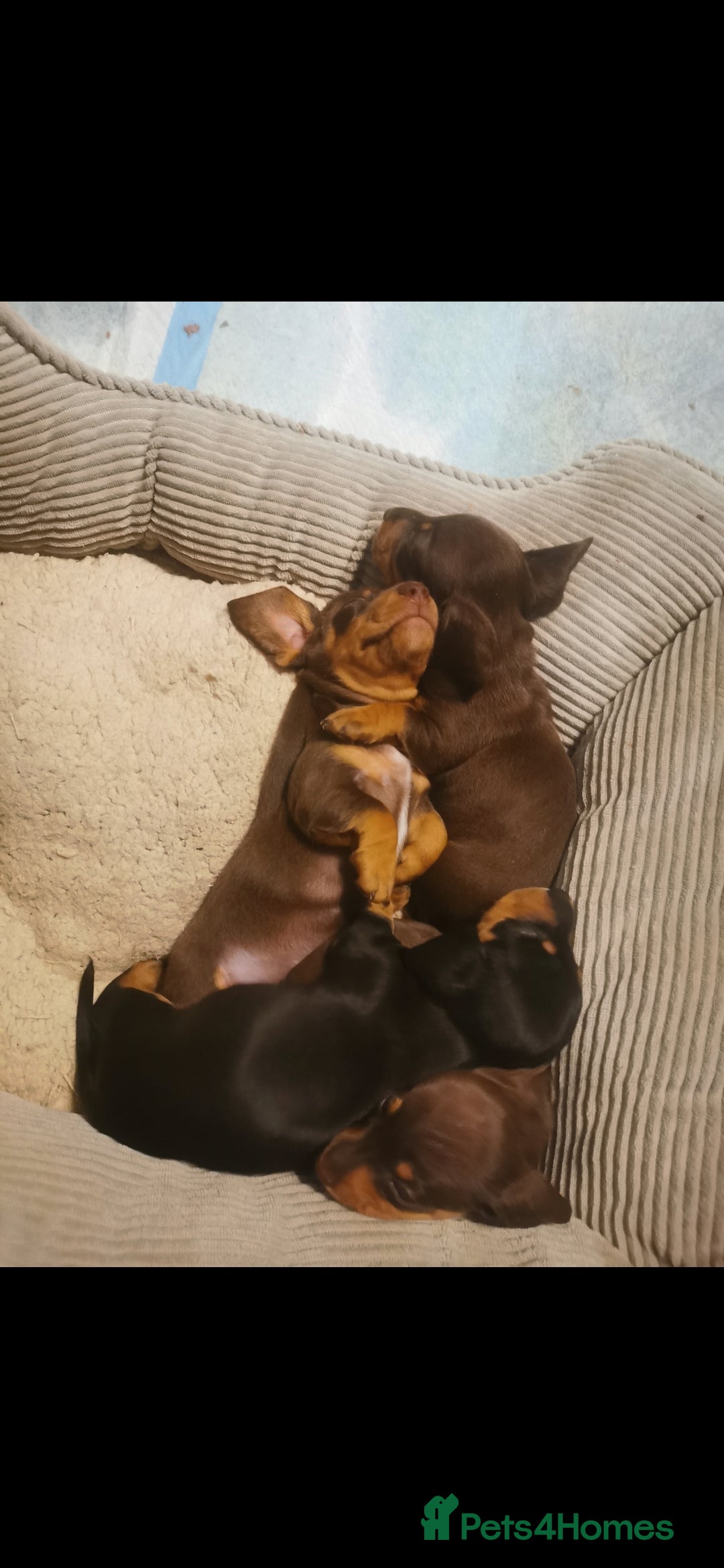 Miniature Dachshund dogs for sale: Stunning chocolate and tan miniature dachshund - Image 7