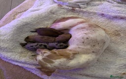 Miniature Dachshund dogs for sale: 2 Beautiful female miniature dachshund - Advert 4