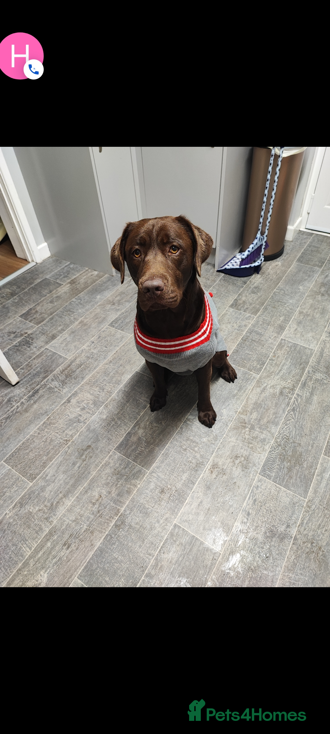 Labrador Retriever dogs Chocolate Labrador  - Advert 12