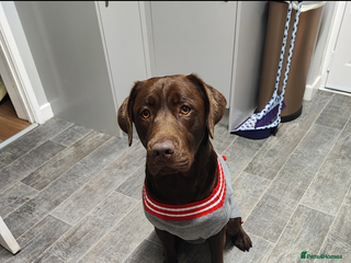 Labrador Retriever dogs Chocolate Labrador - Advert 1