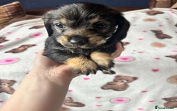 Dachshund dogs for sale: 🐾 Beautiful wired haired Dachshund Puppies - Image 18