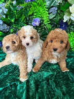 Miniature Poodle dogs - Advert 9