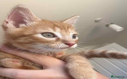 Mixed Breed cats for sale: 3 Gorgeous kittens For Sale - Image 8