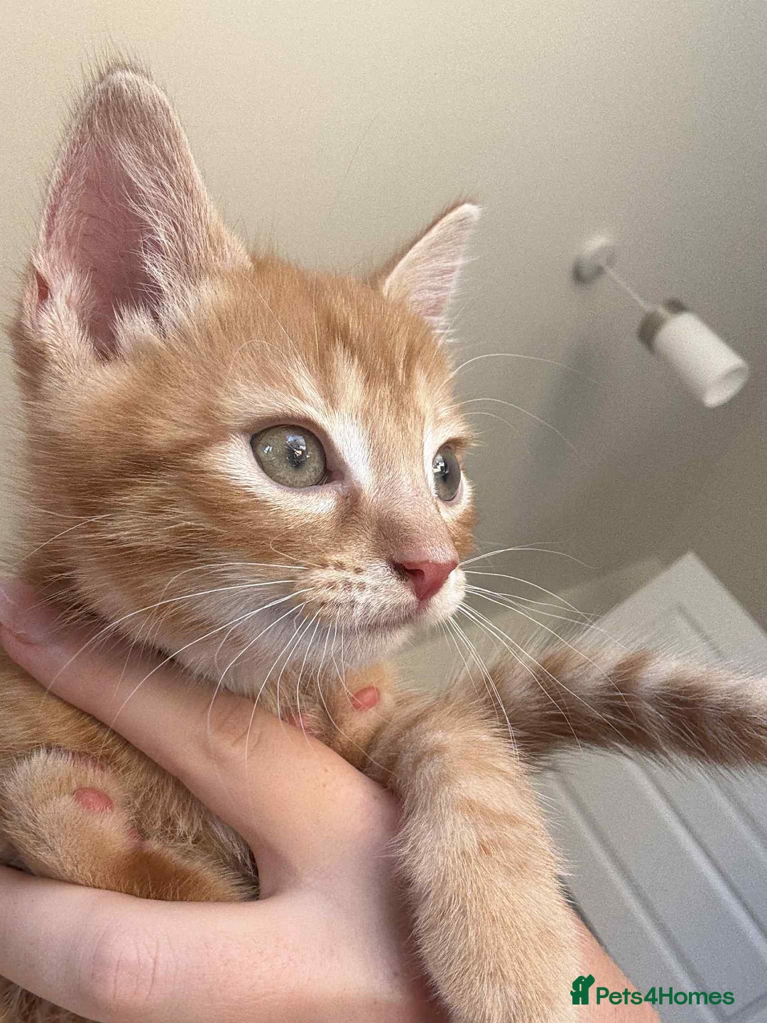 Mixed Breed cats for sale: 3 Gorgeous kittens For Sale - Image 8