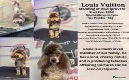 Cockapoo dogs for sale: F1 toy Cockapoo puppies  - Image 9