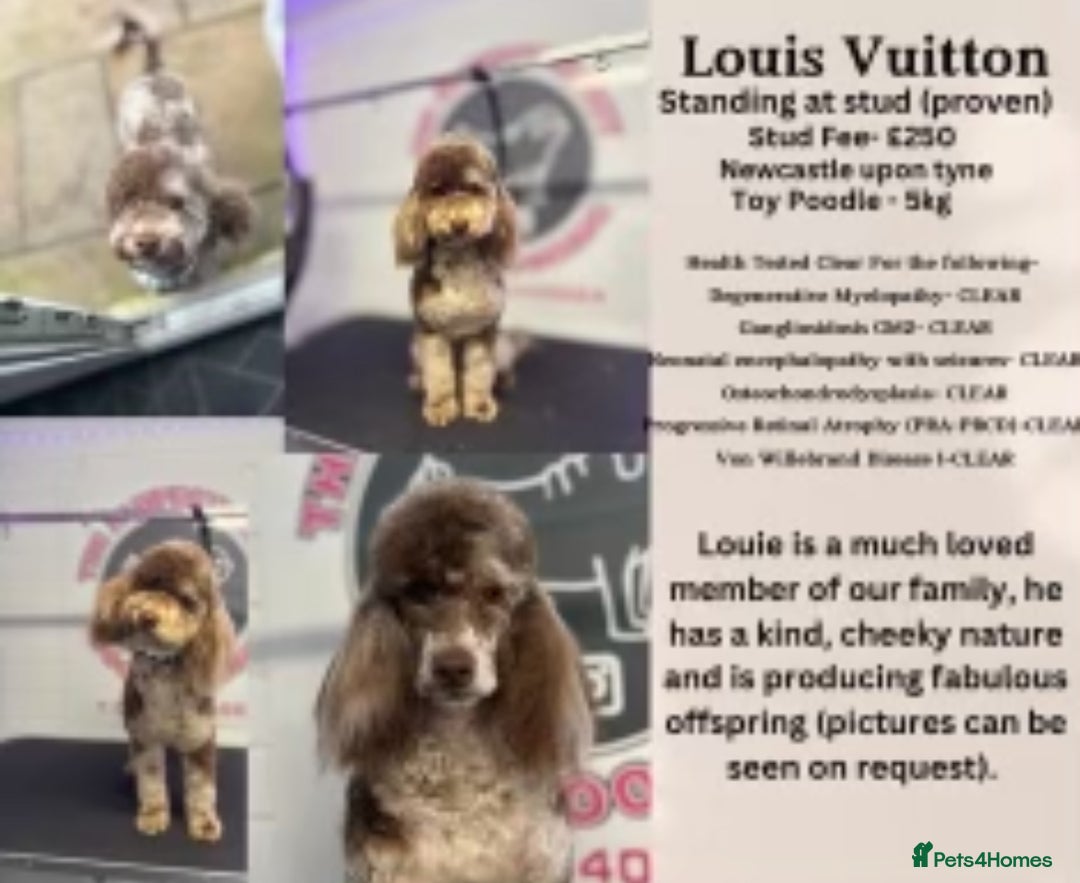 Cockapoo dogs for sale: F1 toy Cockapoo puppies  - Image 9