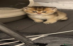 Scottish Fold cats for sale: Scottish Fold Kittens – Ready for New Homes  - Image 3