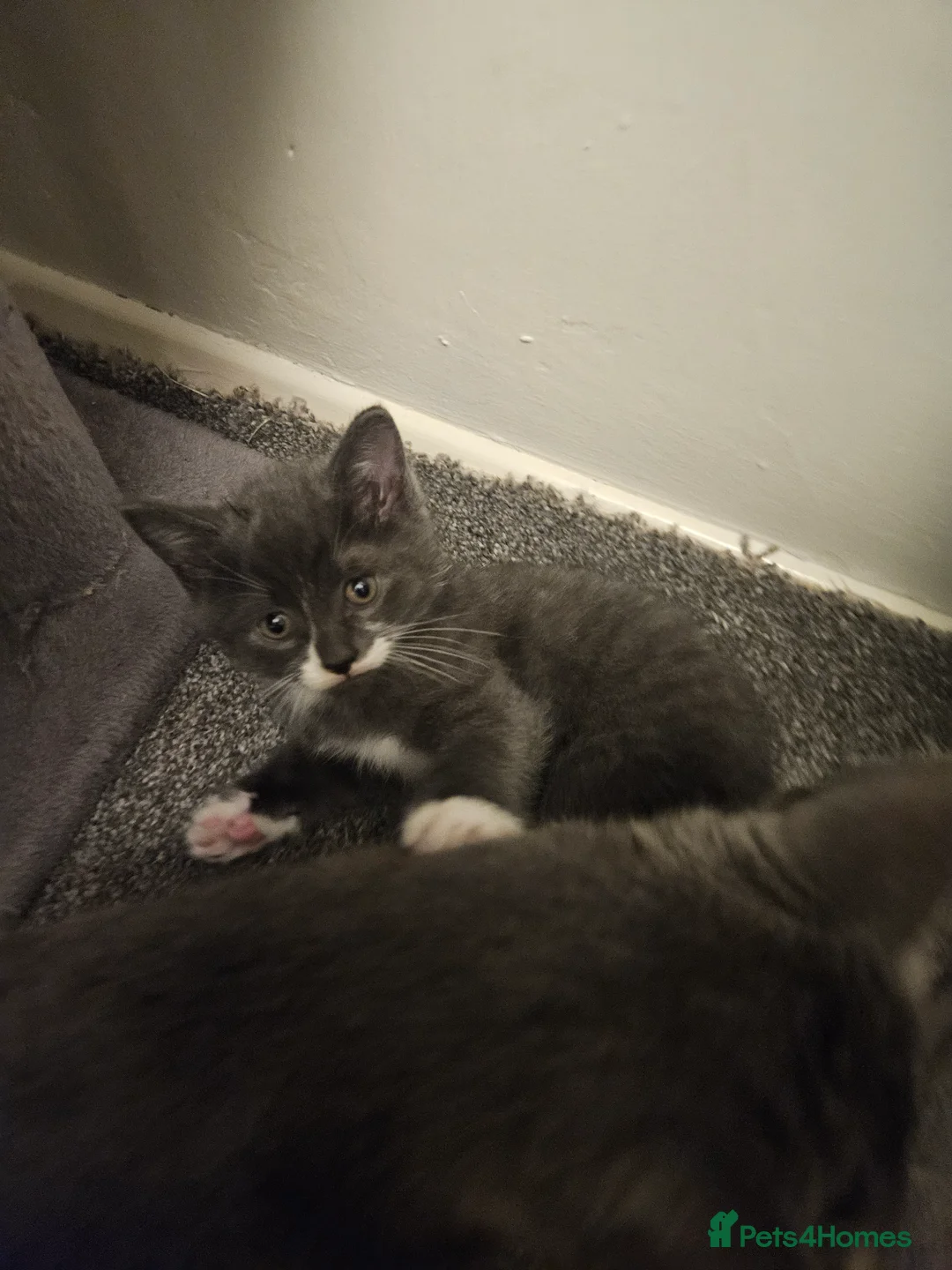 Mixed Breed cats for sale: Beautiful, Playful Kittens- Ready for Loving Homes - Advert 10