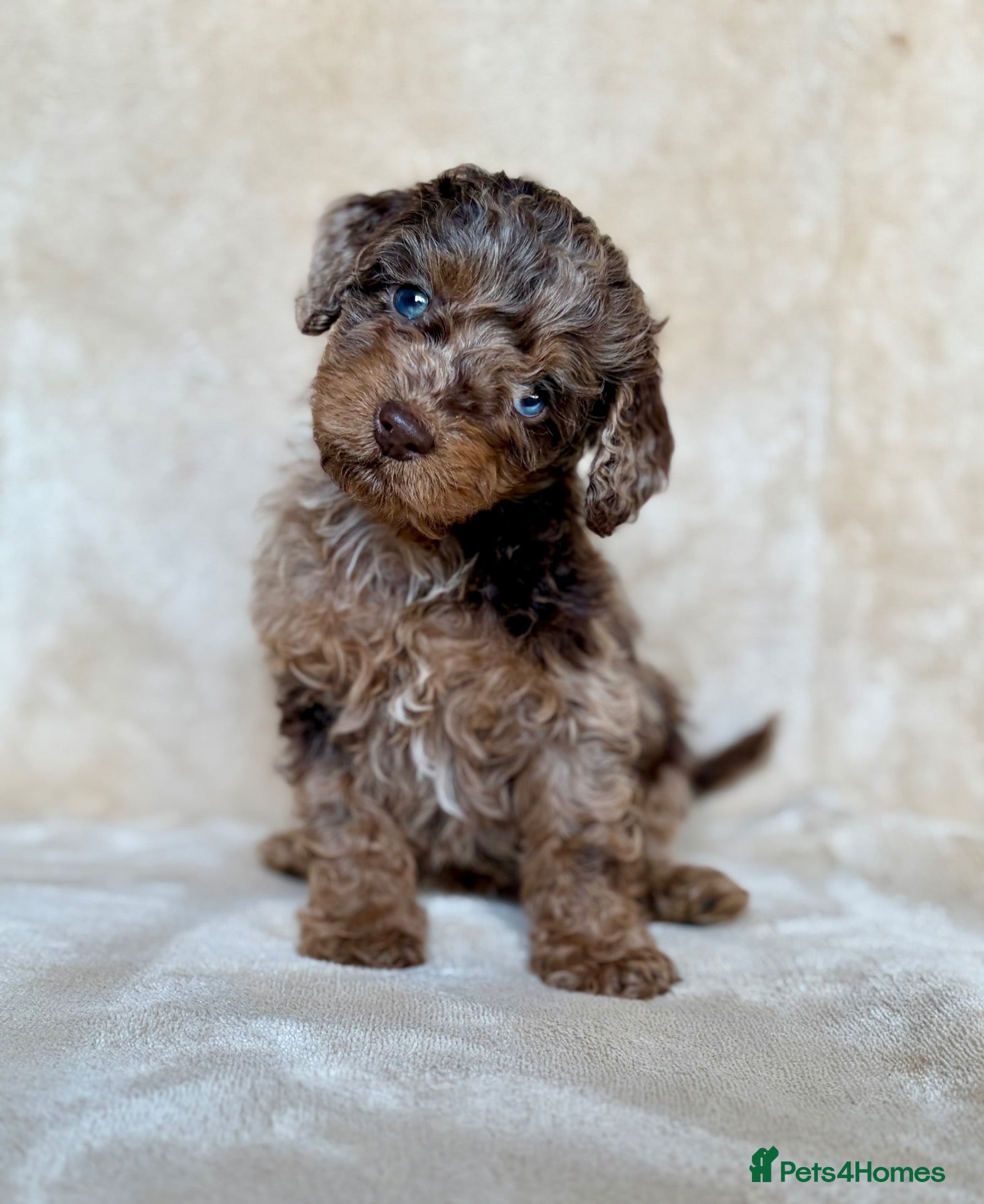 Cockapoo dogs Bundles of Joy - Advert 4