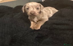 Dachshund dogs for sale: Dachshund dapple boy  - Advert 4