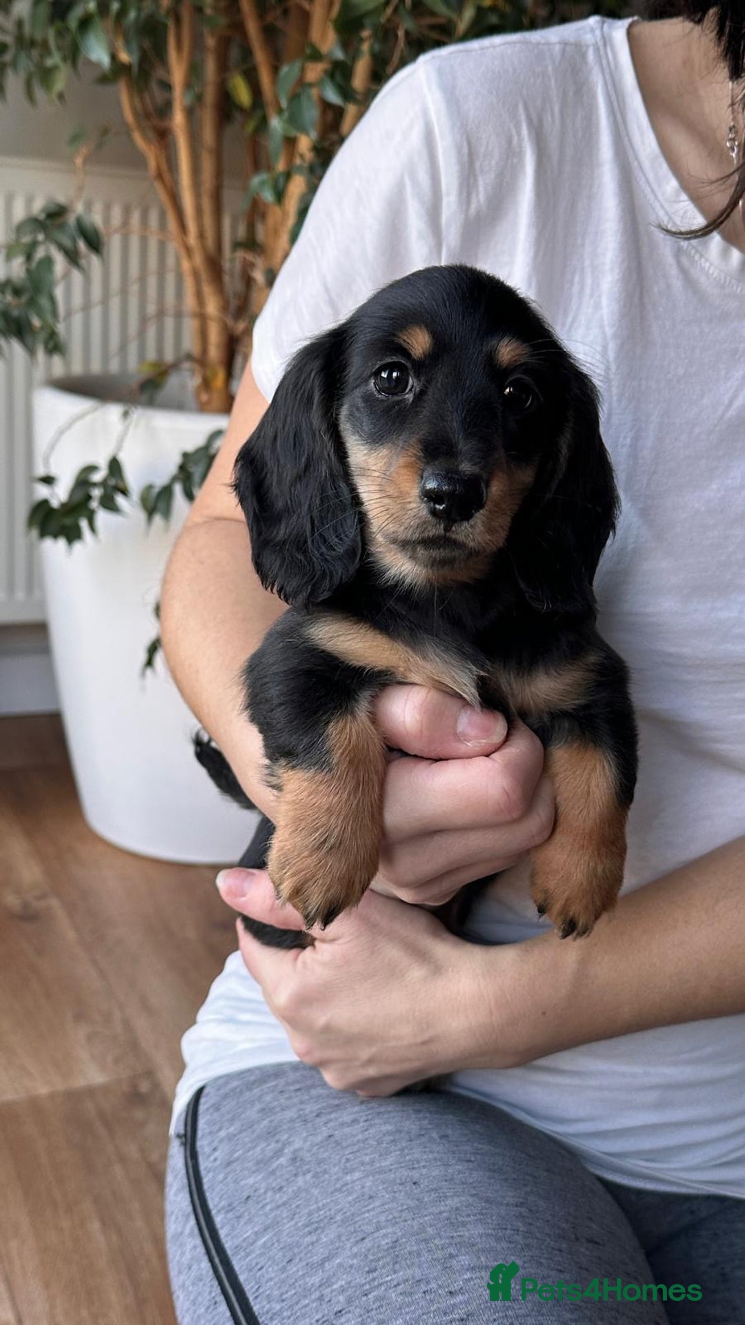 Miniature Dachshund dogs for sale: Miniature long haired female - Advert 7