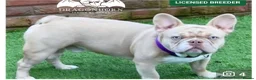 French Bulldog dogs for sale: Beautiful New Shade Isabella French Bulldog Puppy - Advert 15
