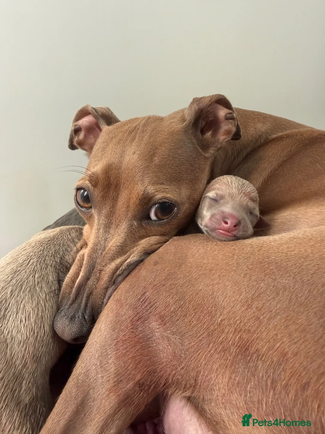 Italian Greyhound dogs for sale: KC REG Italian greyhounds - Advert 1