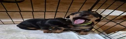 Jackshund dogs for sale: Dapple and black and tan Jackshund puppies - Advert 5
