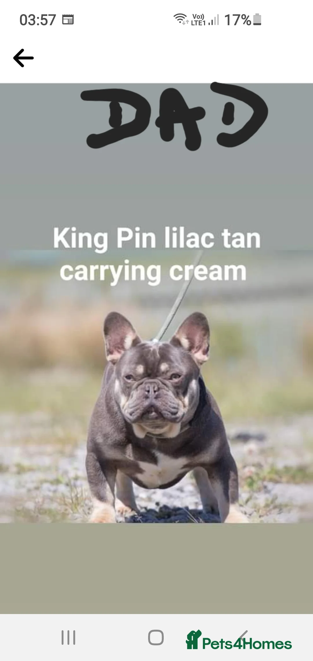 French Bulldog dogs for stud:  💥Amazing structure and quality! in Ebbw Vale - Advert 22