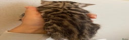 Bengal cats for sale: 🏆🎉New Pedigree Tica Mini Leopards Ready Soon🎉🏆 - Advert 8