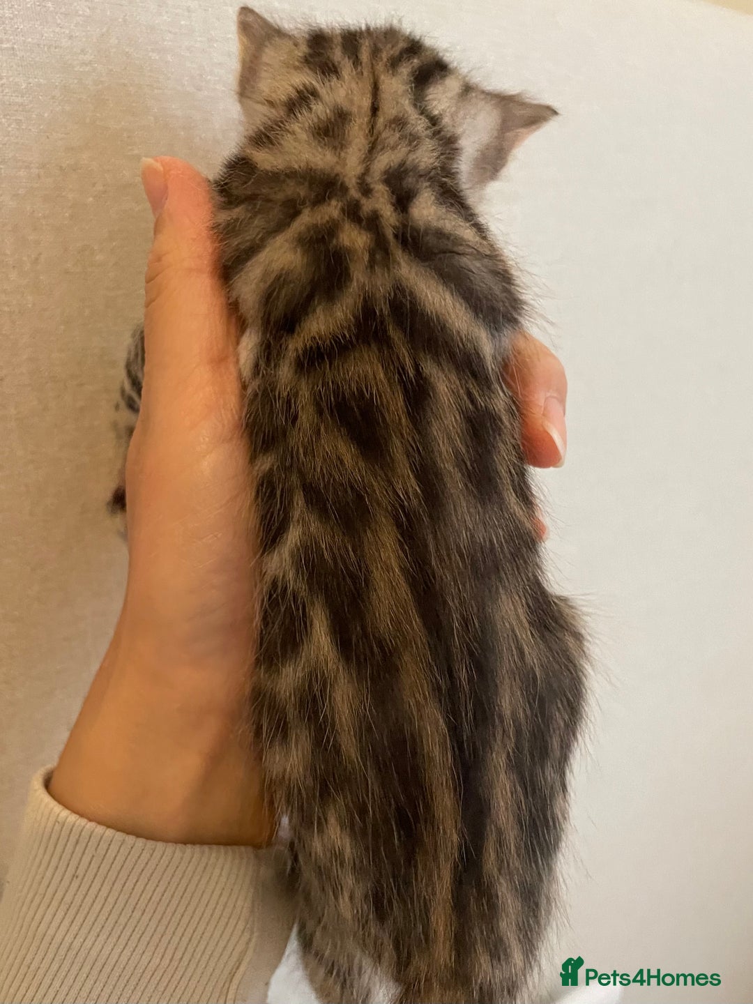 Bengal cats for sale: 🏆🎉New Pedigree Tica Mini Leopards Ready Soon🎉🏆 - Advert 8