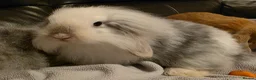 Mini Lop rabbits for sale: Mini lop x mini lion lop babies available now - Advert 16