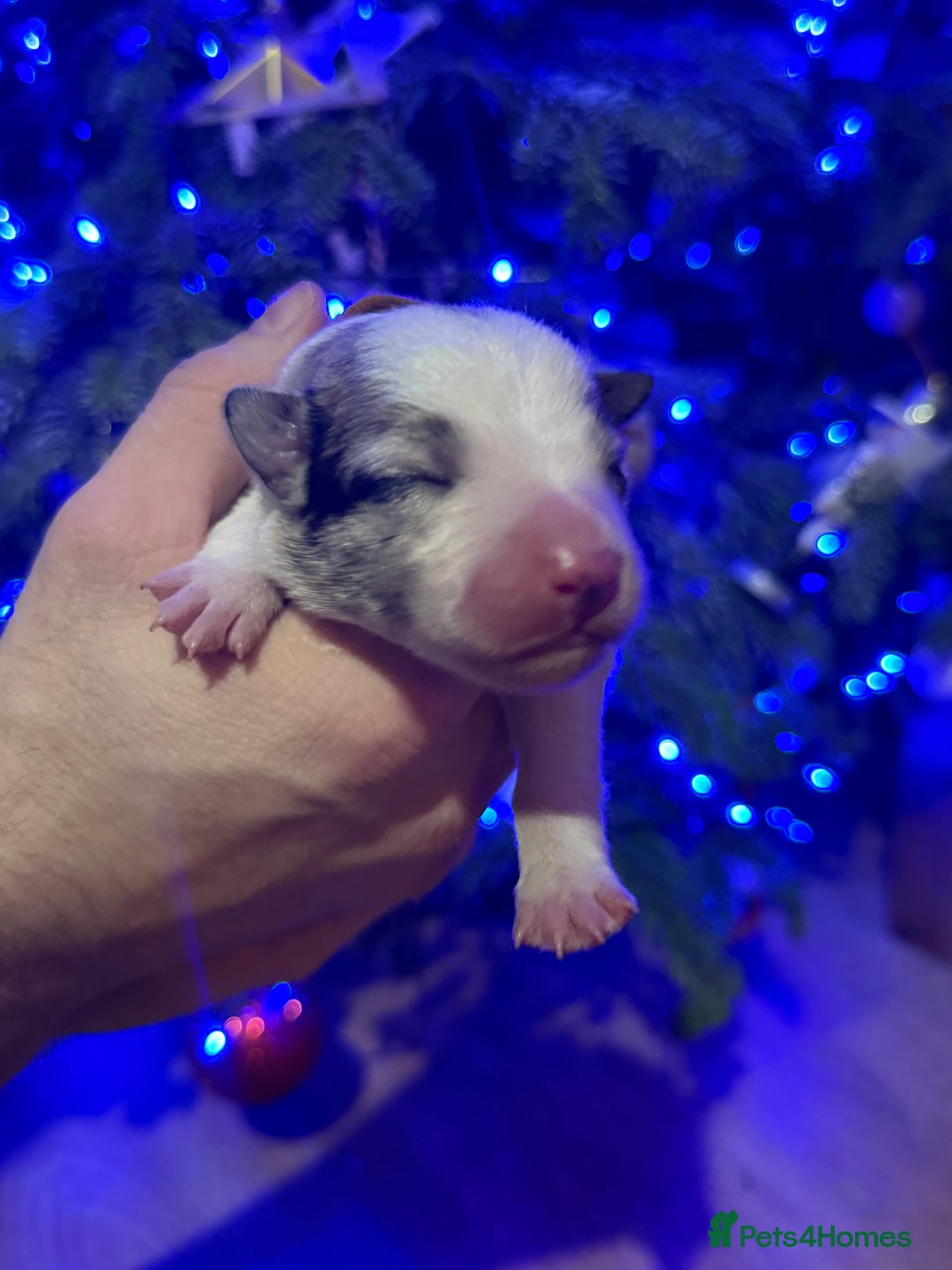 Border Collie dogs for sale: Family-Raised Border Collie Pups - Advert 9
