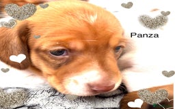 Miniature Dachshund dogs for sale: Pure Piebald Puppies Russian Champion Lines  - Image 7
