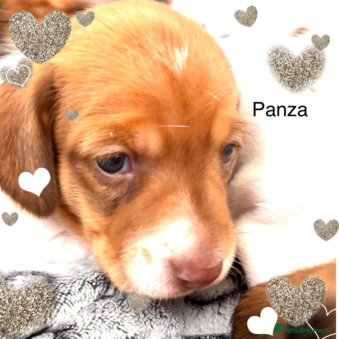Miniature Dachshund dogs for sale: Pure Piebald Puppies Russian Champion Lines  - Image 7