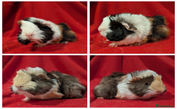 Guinea Pig rodents - Advert 13