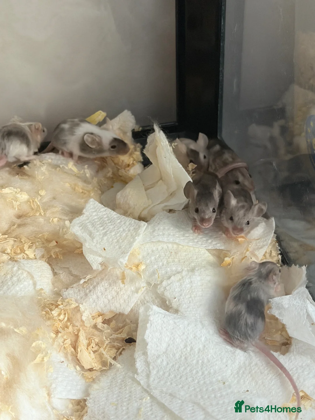 Mouse rodents for sale: Baby mice ready for new homes  in Perth - Advert 2