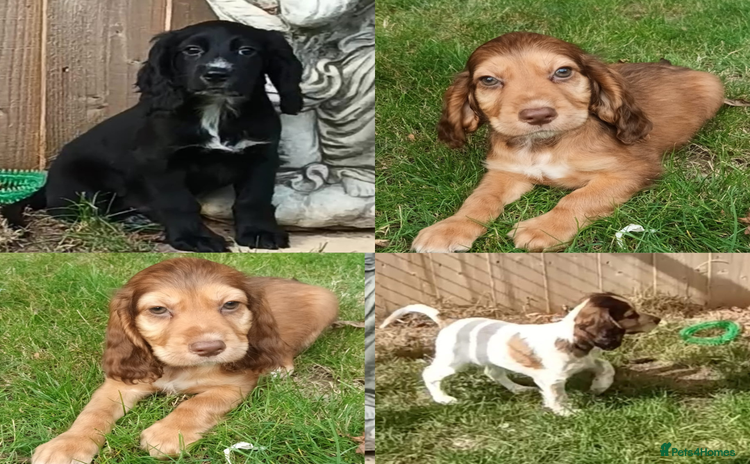 Cocker Spaniel dogs - Advert 5
