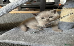 British Shorthair cats for sale: Stunning lilac BSH  - Image 27
