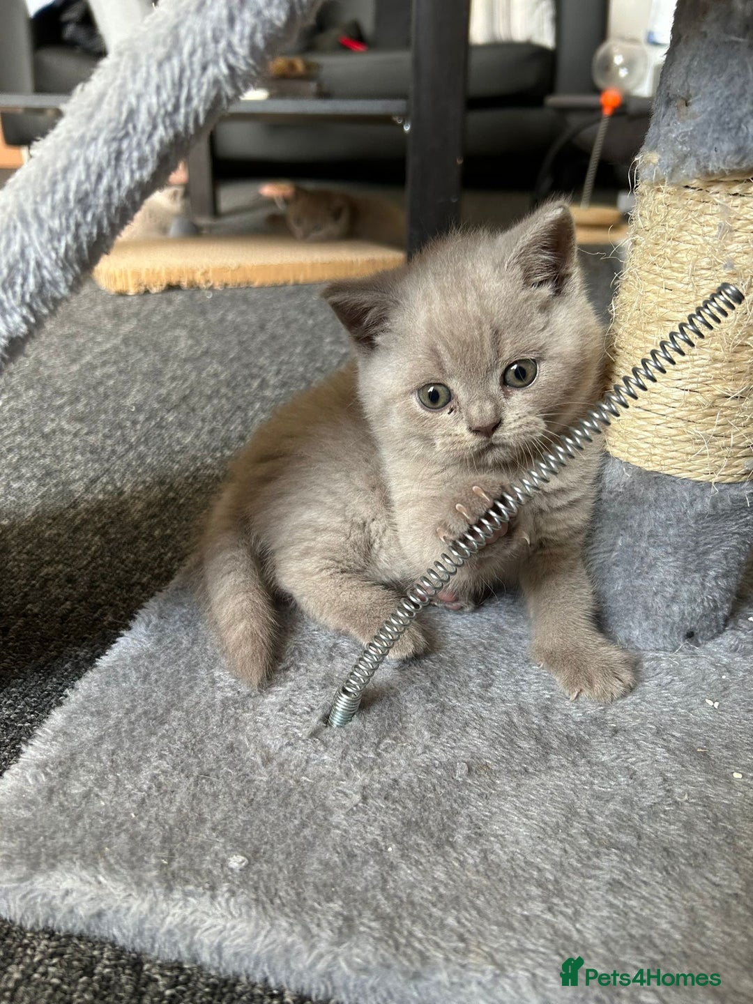 British Shorthair cats for sale: Stunning lilac BSH  - Image 27