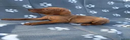 Hungarian Vizsla dogs for sale: Beautiful KC Reg Hungarian Vizsla Puppies - Advert 36