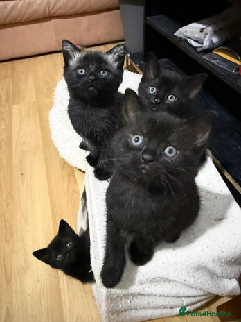 Mixed Breed cats 4 black cats for sale - Advert 1