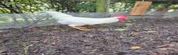 Chickens poultry for sale: Four Cockerels looking for good home  - Advert 5