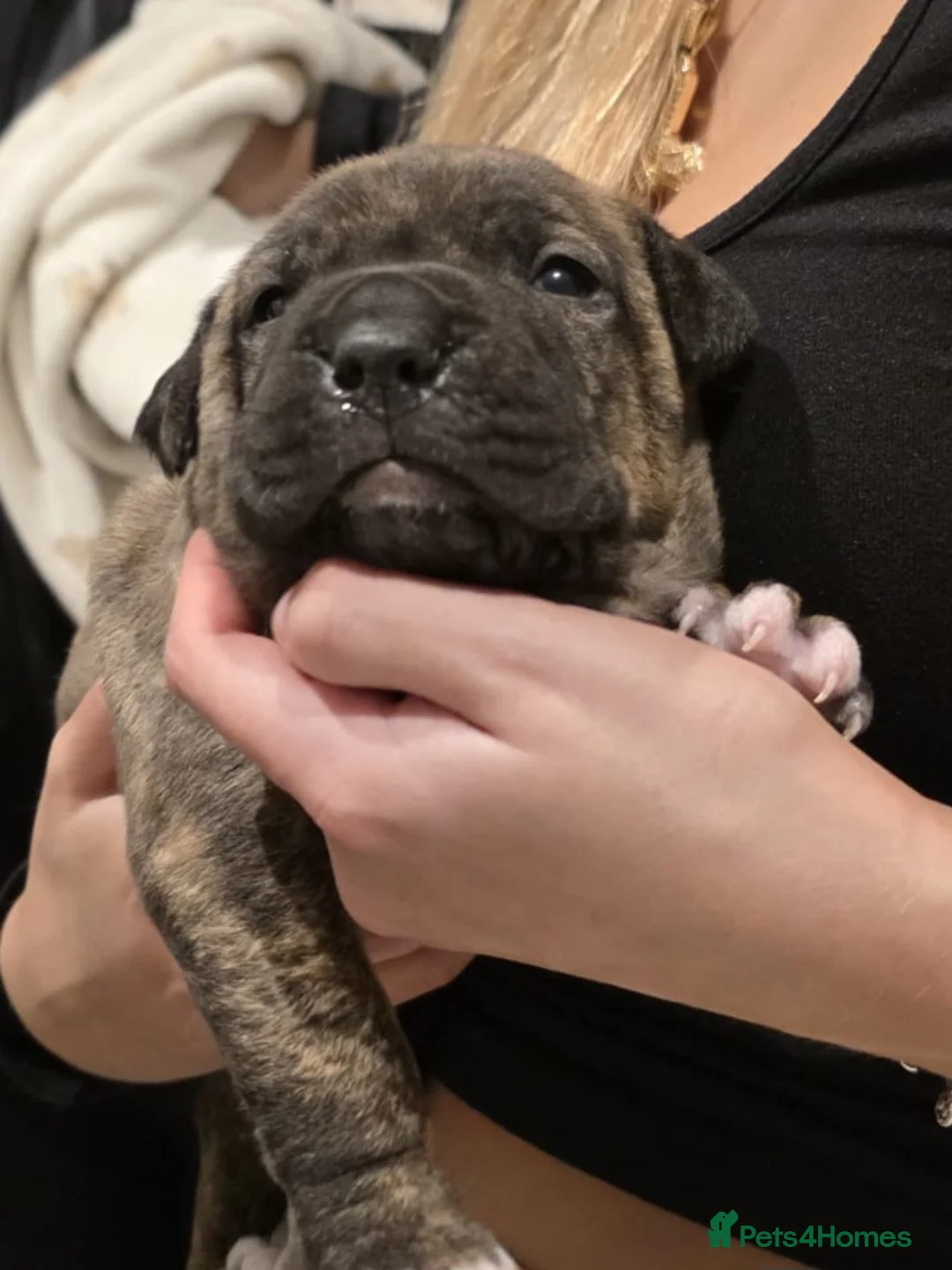 Mixed Breed dogs for sale: 🐾 EXCEPTIONAL LITTER OF 4 BIG,BOLD & BEAUTIFUL 🐾 - Advert 2