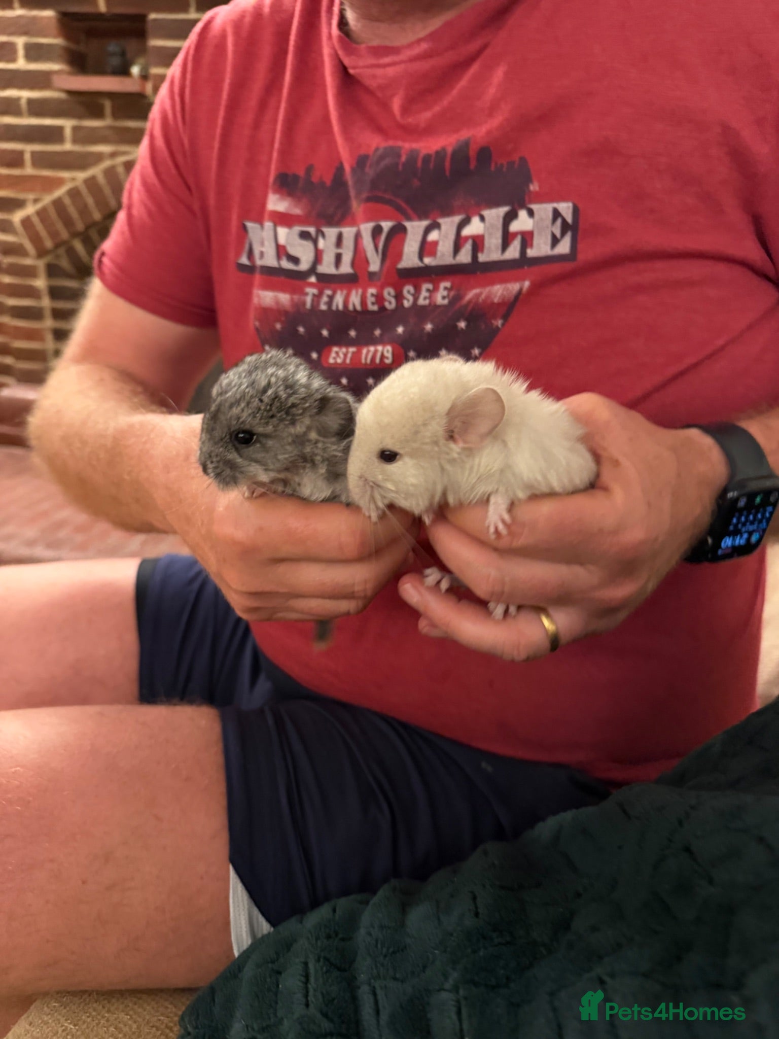Chinchilla rodents 14 week old chinchilla 1 white boy - Advert 2